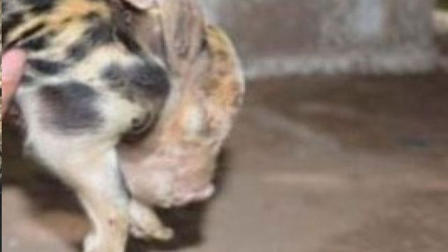 Puerco Araña: tiene ocho patas y dos colas