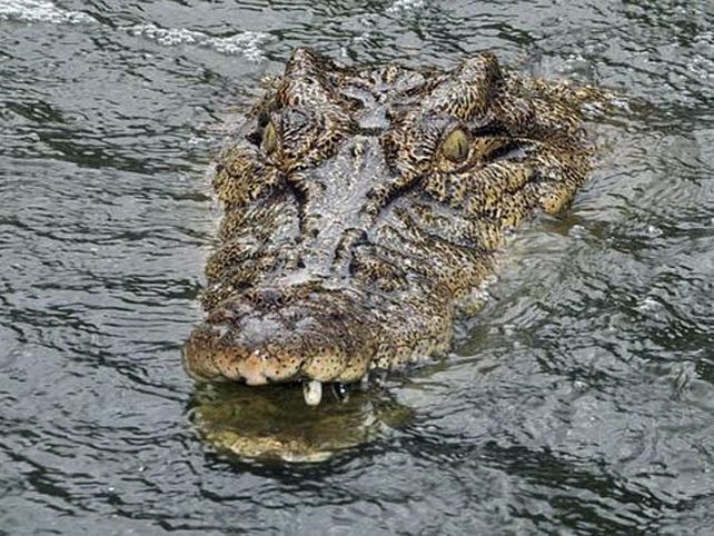 Un cocodrilo se comió a un niño de 11 años en presencia de sus padres