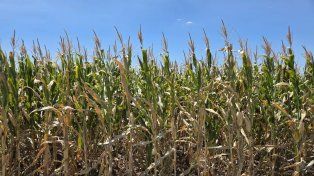 Expectativas de una gran campaña maicera en Entre Ríos: más de 530.000 hectáreas en juego