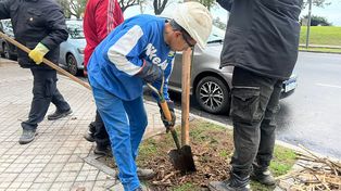 Trabajadores de la Dirección General de Parques y Paseos trabajan desde este miércoles en la colocación de nuevos ejemplares de jacarandá sobre avenida Belgrano.