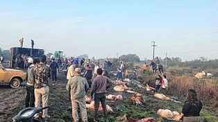 Volcó un camión con 50 vacunos en la Ruta 11 y una multitud se agolpa para buscar carne
