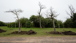 Trasladan árboles al Bosque de los Constituyentes por las obras de la costanera norte