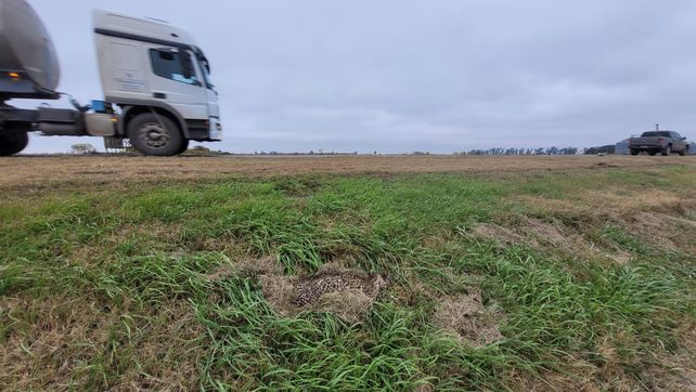 El gato montés atropellado en Sastre fue hallado por un vecino que corría por la banquina de la ruta provincial 13