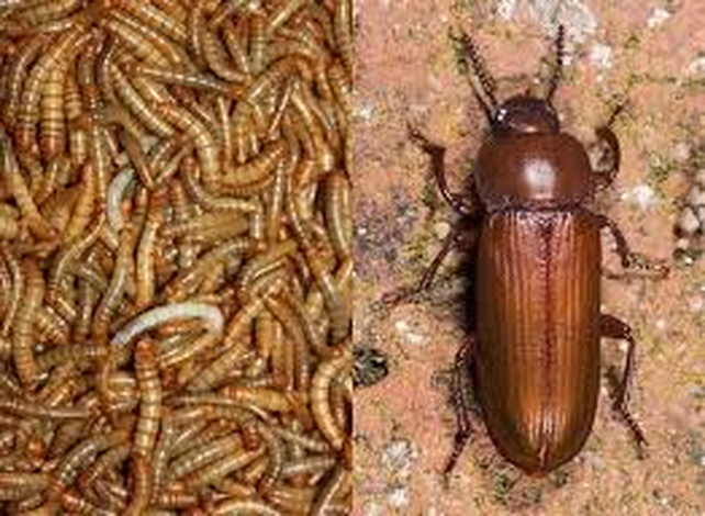 Larvas del gusano de la harina y el animal adulto. Es una de las especies autoridzadas para consumo humano en Europa.