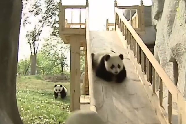 Tiernos pandas desatan la diversión en pleno tobogán