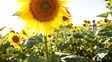 El girasol conquista nuevas zonas