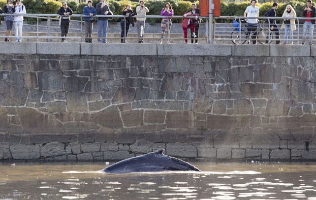 Visitante. La ballena fue vista a partir del mediodía a la altura del Yacht Club Argentino y a las pocas horas un gomón de Prefectura empezó a acompañarla.