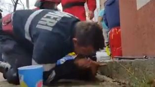 Un bombero le salvó la vida a un perro al darle respiración de boca a boca