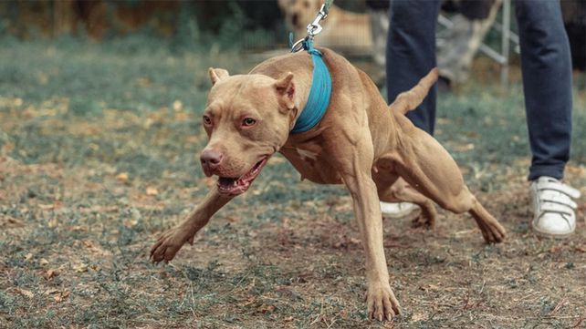 El policía le disparó una o dos veces al perro y lo mató (imagen ilustrativa).