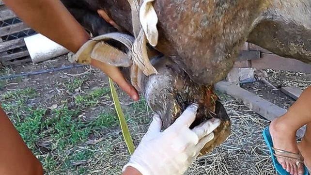Paraná: rescataron una yegua preñada que estaba herida