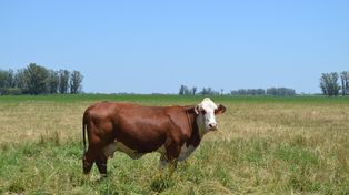 La vaca coloniza, retiene al hombre en su hábitat.
