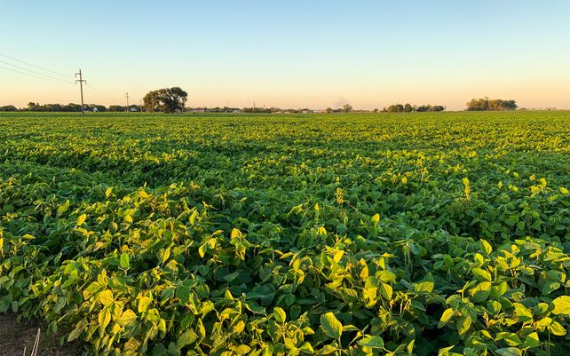 Argentina pionera. Se trata del primer herbicida selectivo a nivel mundial para controlar malezas gramíneas resistentes en soja y algodón en casi 40 años.