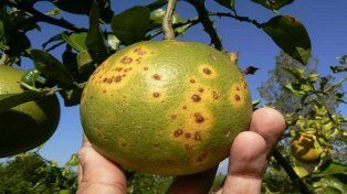 HLB en citrus
