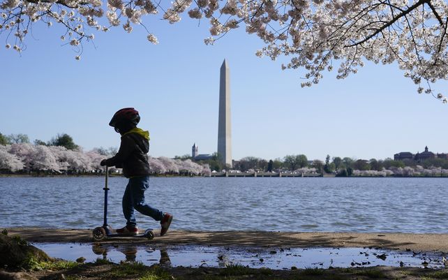 Un niño conduce una scooter bajo los florecientes cerezos Yoshino en el borde de Tidal Basin