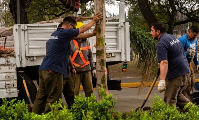 El municipio avanza con la renovación de palmeras sobre bulevar Oroño.