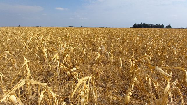 Sequía en Santa Fe: No sé si vamos a llegar a un 50% de lo que sembramos todo los años Sequía en Santa Fe: No sé si vamos a llegar a un 50% de lo que sembramos todo los años