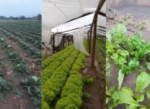 Las verduras santafesinas resistieron la tormenta y llegan con buena calidad y precio a las verdulerías