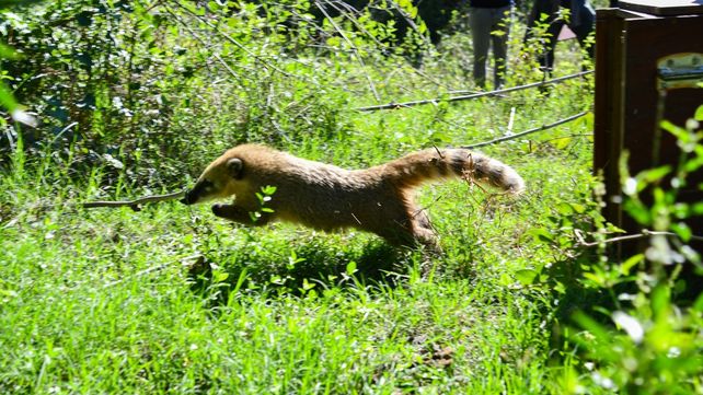 Biodiversidad: provincia ya liberó más de 350 animales silvestres en 2025