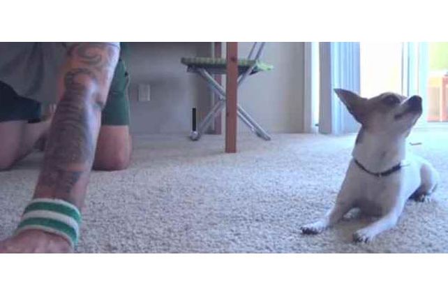 Relax canino: un perro que hace yoga