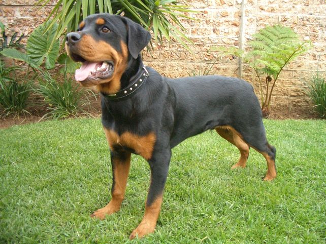 Una nena de dos años fue atacado por un rottweiller, que le desgarró la cara