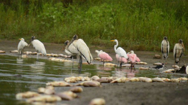 Los peces aparecieron muertos en el arroyo La China