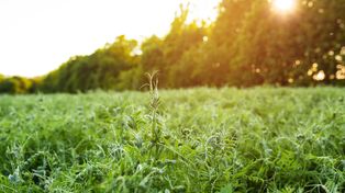 Sembrando cambio: asumir el desafío ecológico de la agricultura