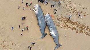 Las impactantes imágenes de cuatro ballenas que quedaron varadas en una playa