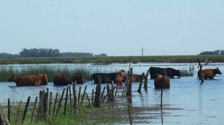 Inundaciones: el sector agropecuario sufrió pérdidas por 2.500 millones de dólares