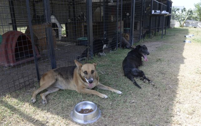Las historias de Robin, Gretel, Zeus y otros cien perros que buscan un hogar