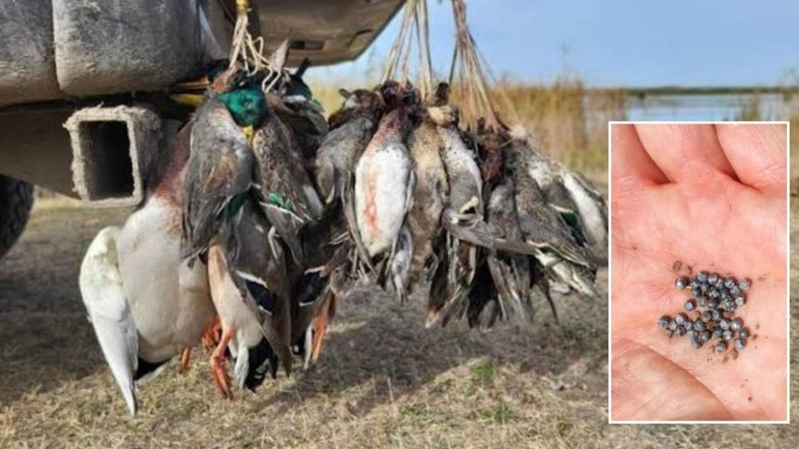 Una investigación examina cómo el consumo de carne de caza incrementa los niveles de plomo en la sangre de niños en zonas rurales del norte de Argentina