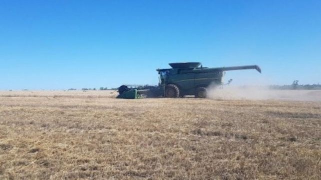 Al centro y norte de Santa Fe se sembraron 476.500 ha de trigo