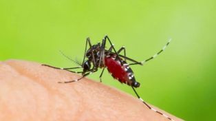 Más de la mitad de los casos de dengue son de la ciudad de Santa Fe