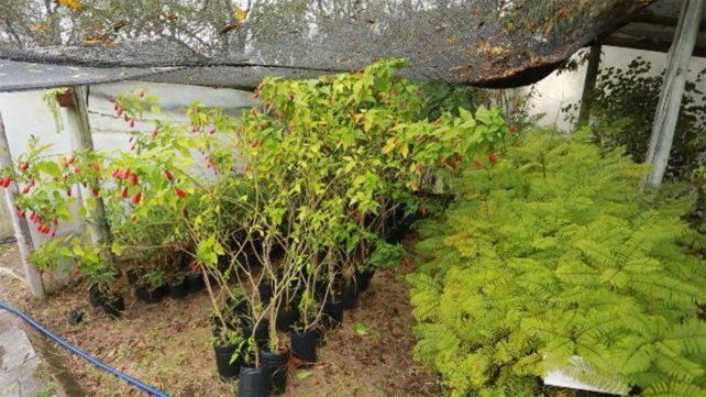 La Municipalidad de Paraná entregará árboles para veredas como parte del plan de Forestación Urbana 2024