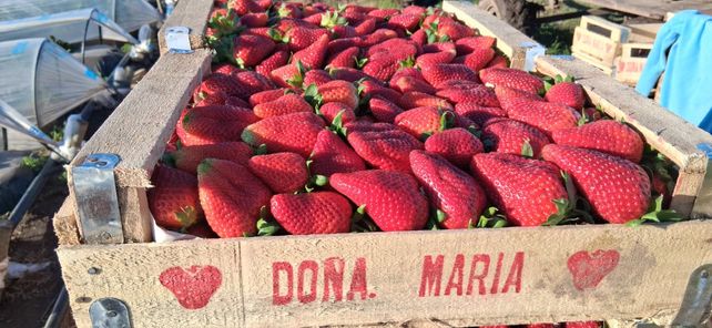 En tierra de soja y maíz, encontraron un negocio con las frutillas