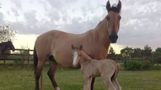 Dos caballos, una yegua y su cría, fueron robados de una fundación que trabaja con chicos y chicas con discapacidad