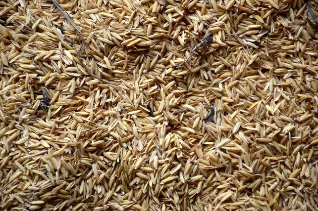 El carbón ecológico fue creado a partir de cascarilla de arroz.