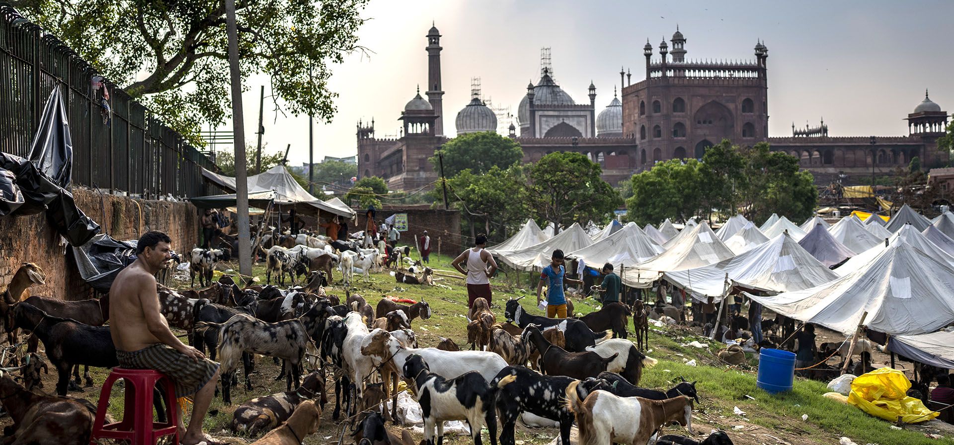 Un vendedor cuida una manada de cabras en un mercado de ganado antes de Eid al-Adha en Nueva Delhi, India, el martes 5 de julio de 2022. Los musulmanes de todo el mundo celebran Eid al-Adha, o "Fiesta del Sacrificio", que conmemora la voluntad del Profeta. Ibrahim a sacrificar a su hijo. Durante la festividad, los musulmanes sacrifican el ganado y distribuyen parte de la carne a los pobres.