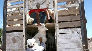 Roban cien chivos pero se les rompe el camión