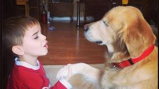 Smiley, el golden retriever ciego que se convirtió en un héroe de los candienses
