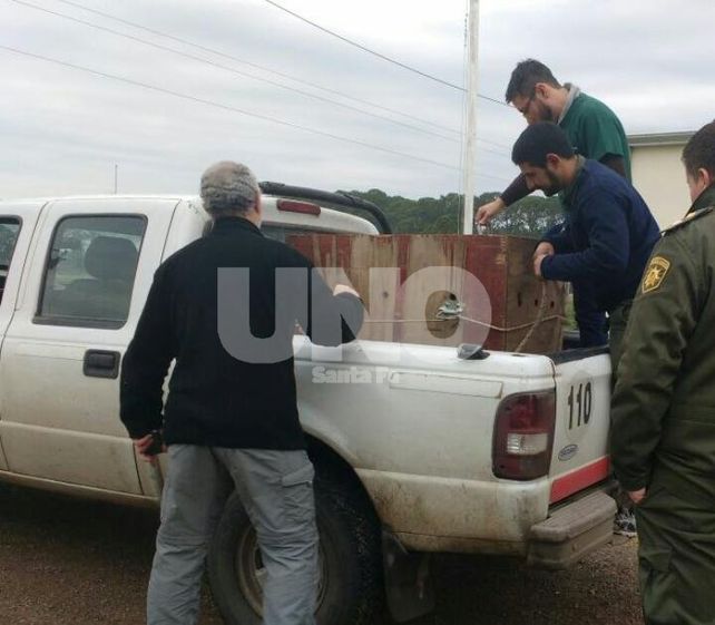 Encontraron a un Aguará Guazú herido a metros de la ruta provincial nº1