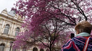 El arbolado público ya es patrimonio natural y cultural de Rosario