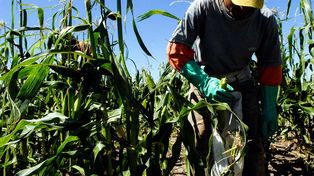 La FAO seleccionó el proyecto de Zavalla como un caso inspirador y por sus características sostenibles, inclusivas y resilientes