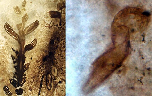 Asombroso. Los investigadores hallaron plantas y raros microorganismos.
