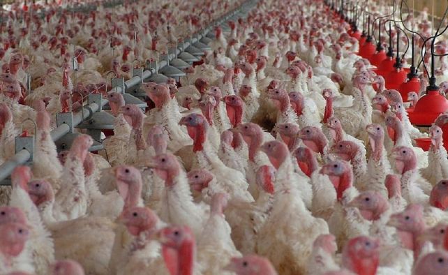 Argentina tiene un importante plantel de gallinas ponedoras en granjas.