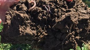 Es posible ir hacia una agricultura que sustituya el agregado de fertilizantes tradicionales