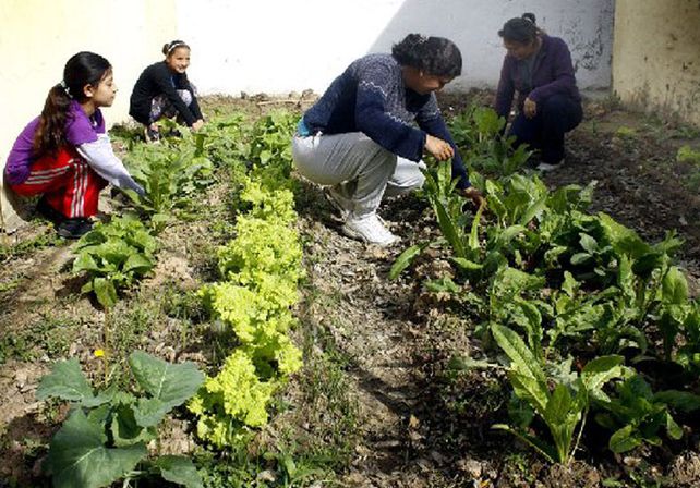 Huertas Urbanas: en 2015 se replicará la experiencia en solares, escuelas y vecinales