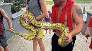 Una enorme serpiente Curiyú fue encontrada en la Costanera Oeste santafesina.&nbsp;