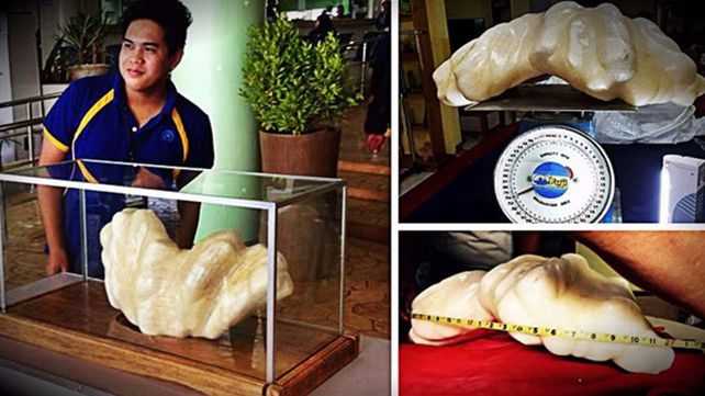 Un pescador encontró una perla de 34 kilos, la más grande del mundo