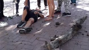 La mujer quedó tendida y con su cadera fracturada por la caída de una pesada rama de un palo borracho en la plaza López.