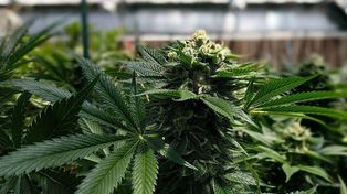Proponen regular el cultivo y producción de cannabis